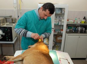 Во Львове маркируют бездомных животных Во Львове маркируют бездомных животных